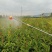 油茶苗100克-500克，2年苗，50公分以上