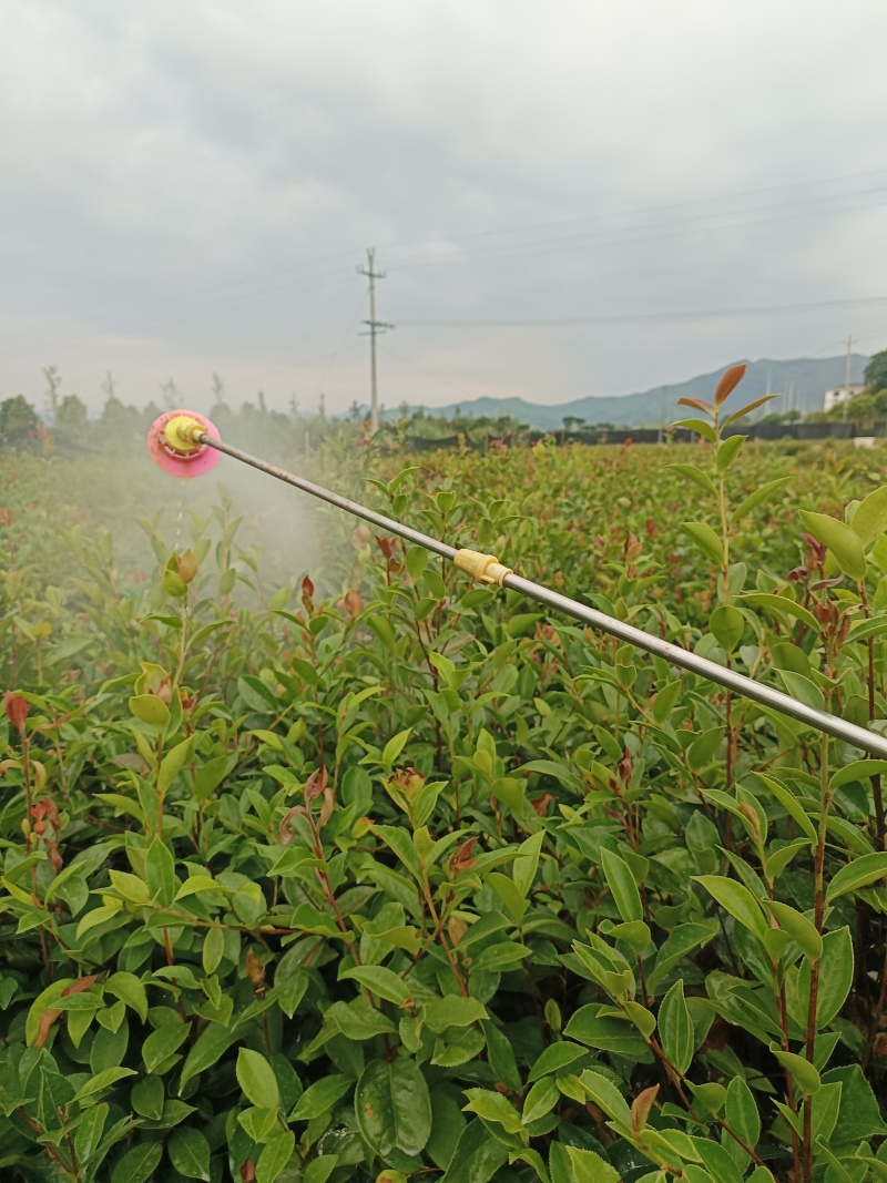 油茶苗100克-500克，2年苗，50公分以上