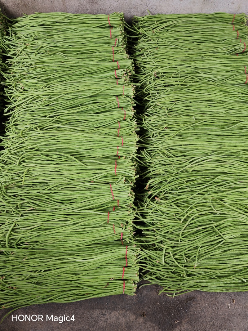 长江豆60厘米左右，粗细适中