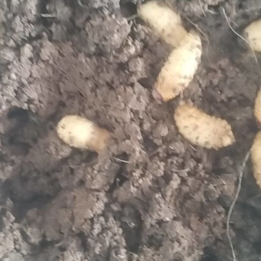 竹虫5克以上活虫