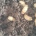 竹虫5克以上活虫