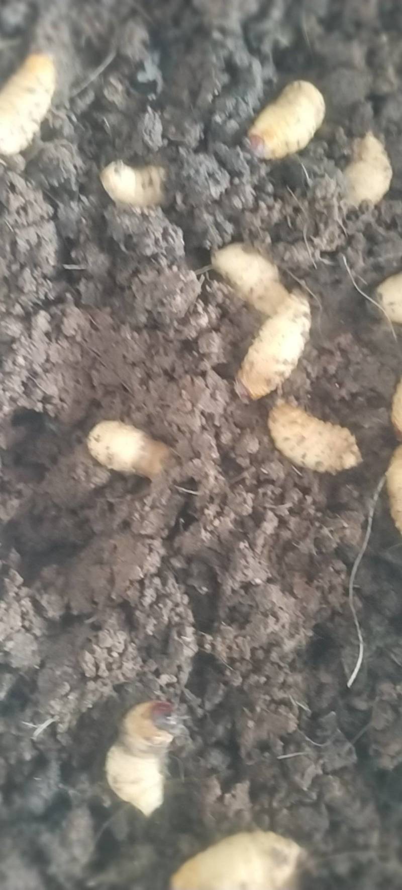 竹虫5克以上活虫