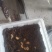 竹虫5克以上活虫