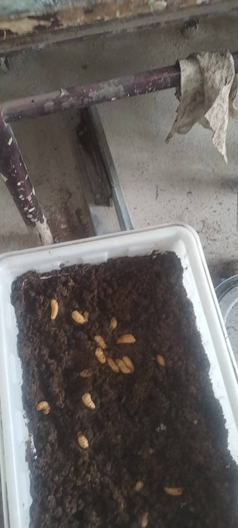 竹虫5克以上活虫