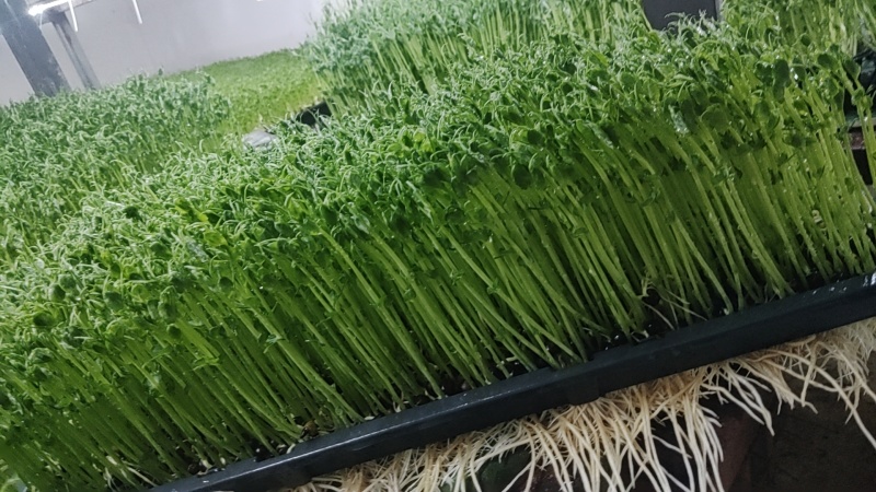 豌豆苗是芽苗菜中的一个品种长度12cm左右当天采收发货