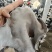 精品木耳丝，无杂质，无熏硫，一手货源，货源稳定