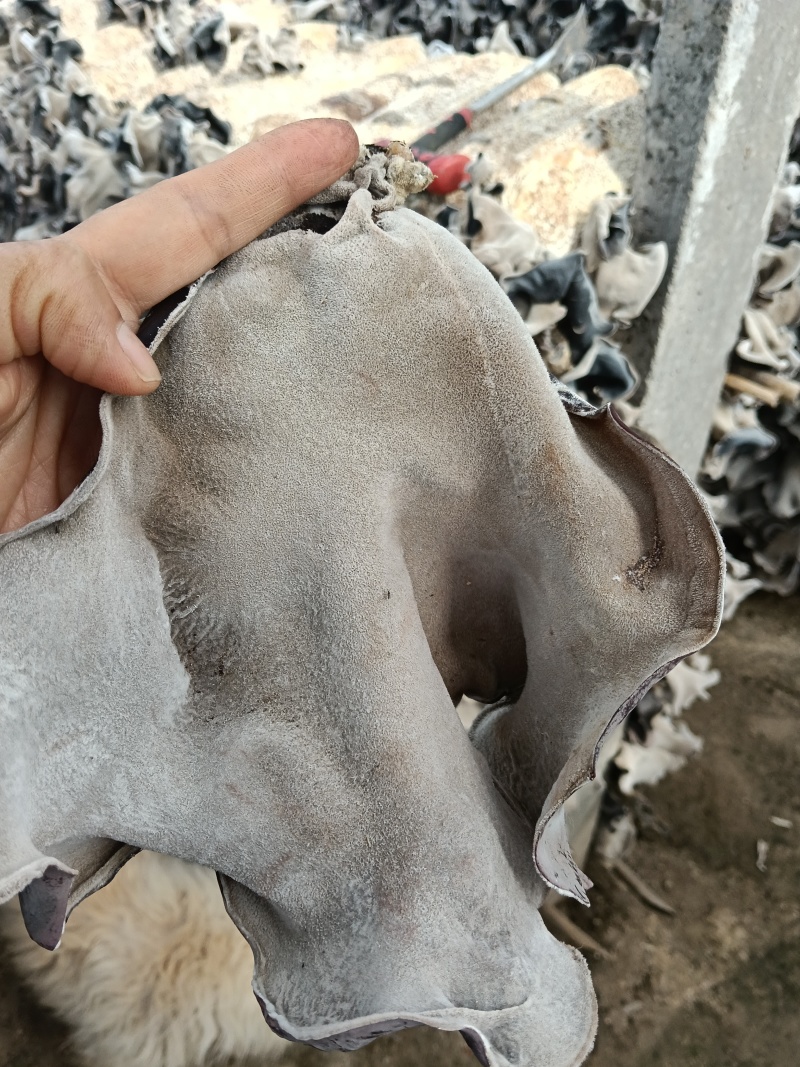 精品木耳丝，无杂质，无熏硫，一手货源，货源稳定