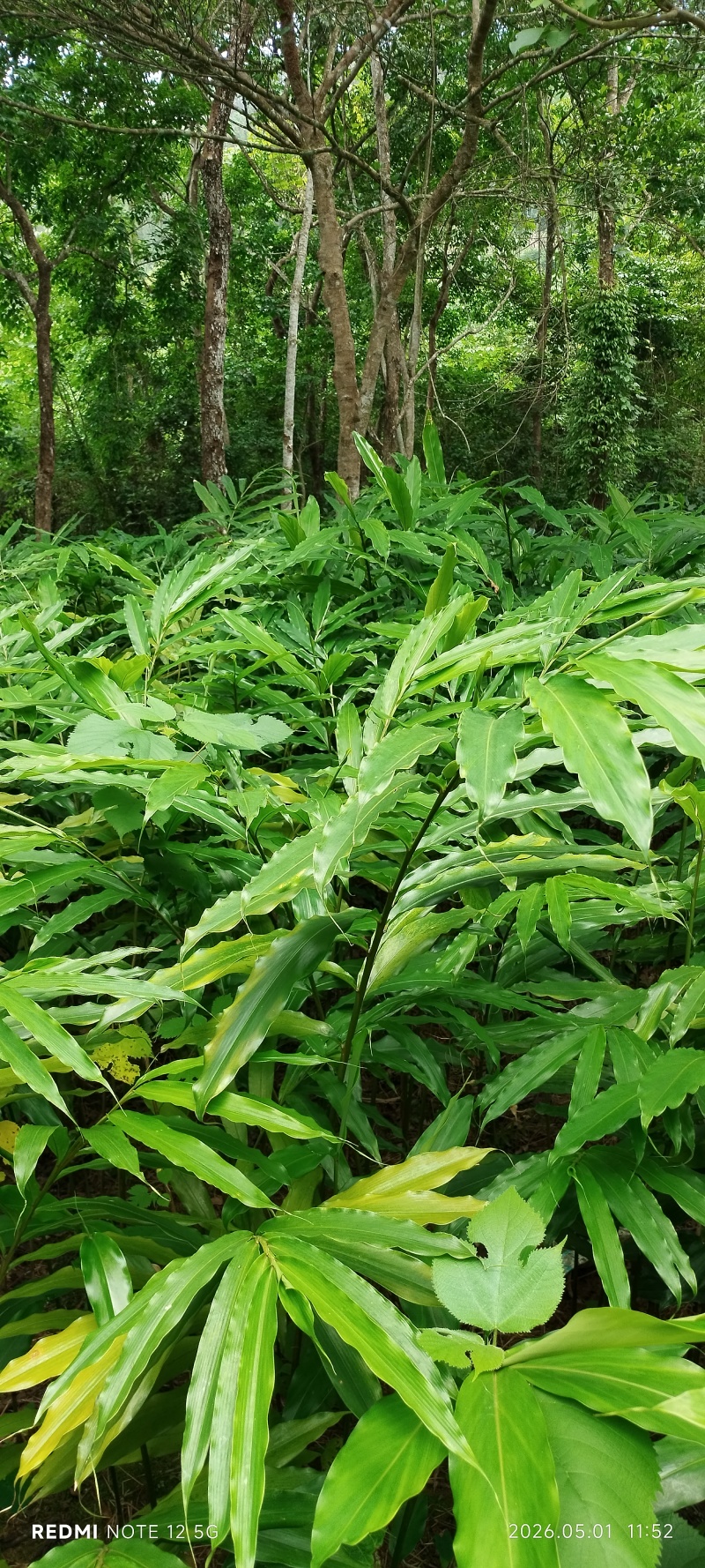 砂仁苗春砂仁苗