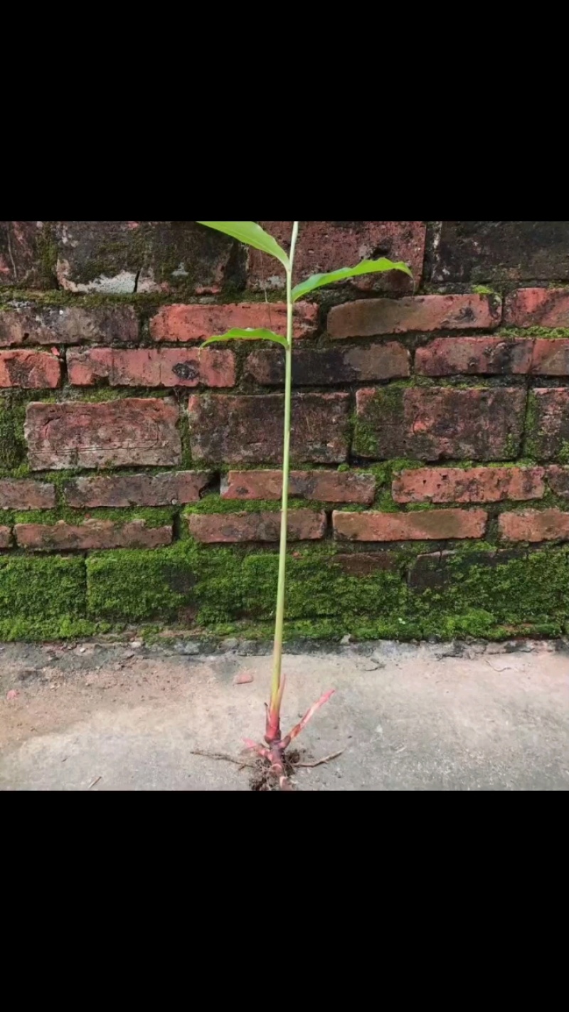 砂仁苗春砂仁苗