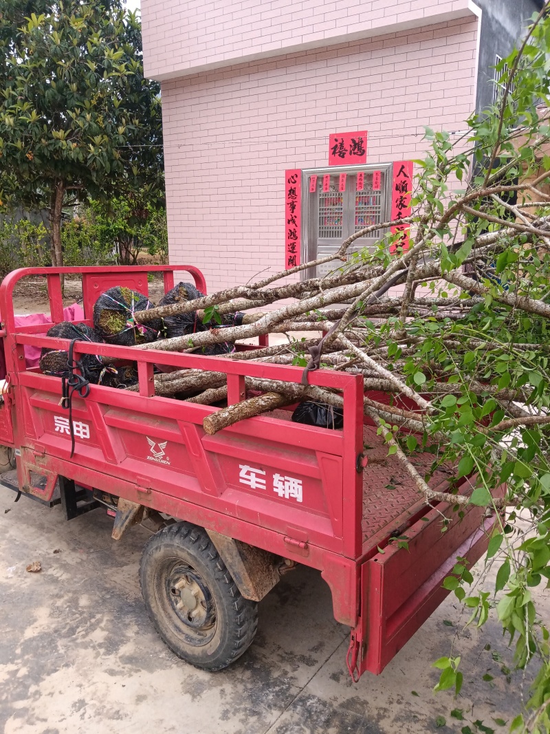 砂仁苗春砂仁苗