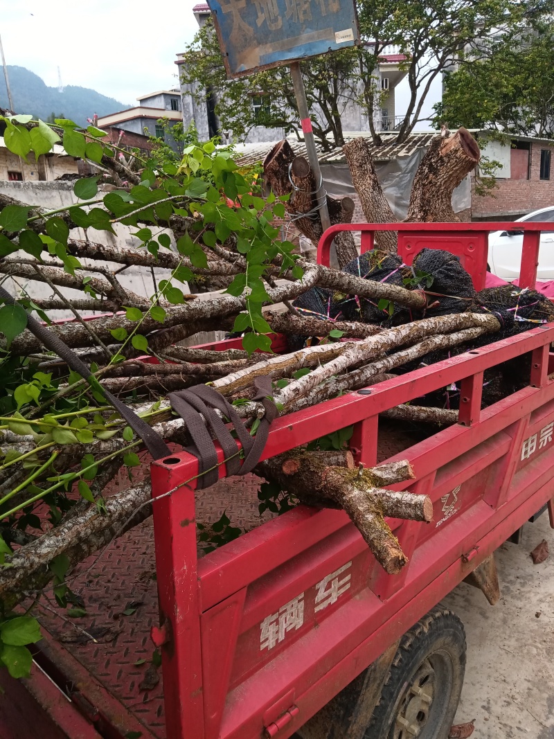 砂仁苗春砂仁苗