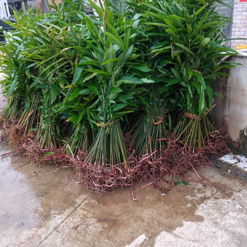 砂仁苗春砂仁苗