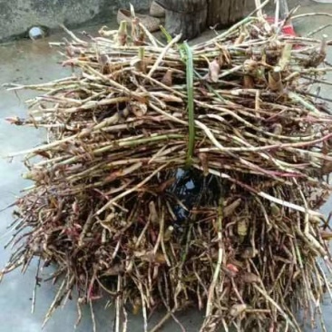 春砂仁根