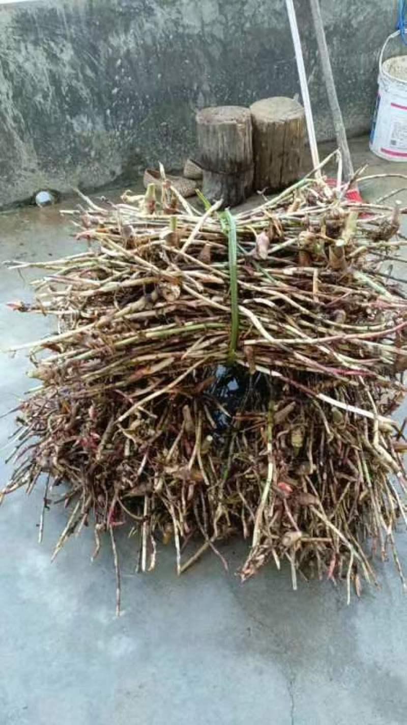 春砂仁根