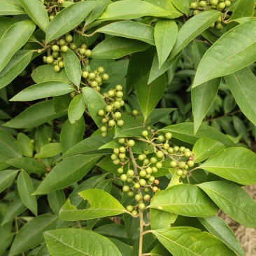 山胡椒鲜货