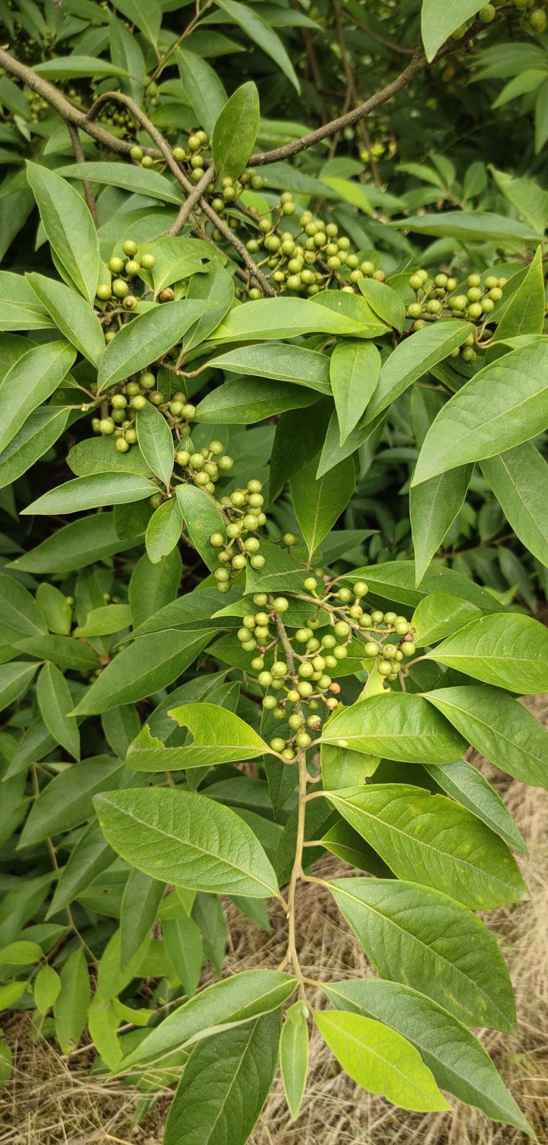 山胡椒鲜货