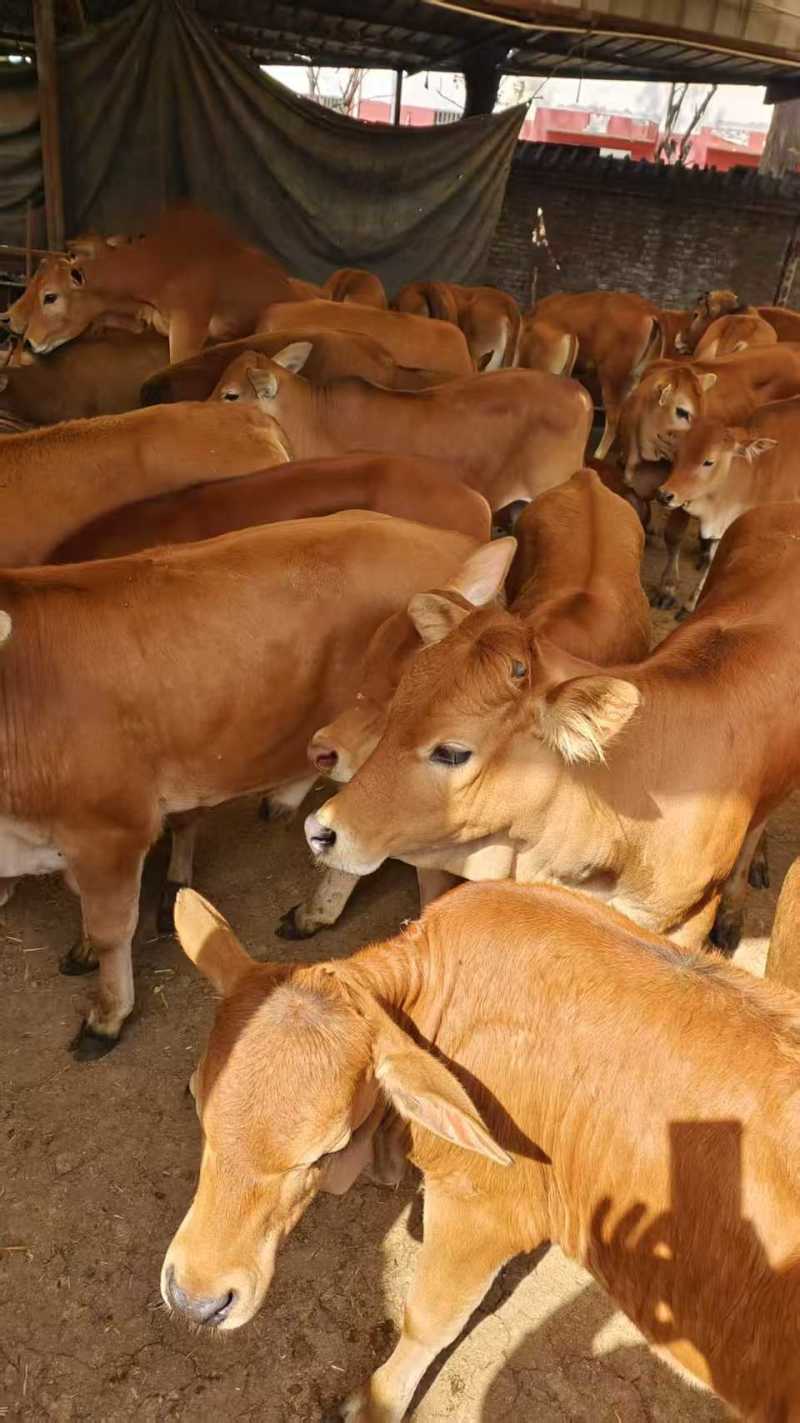 牛犊鲁西黄牛犊、改良黄牛犊、西门塔尔牛犊
