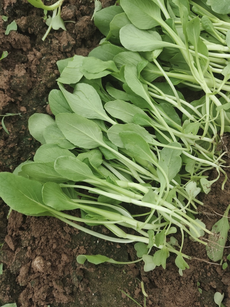 鸡毛菜一包10斤