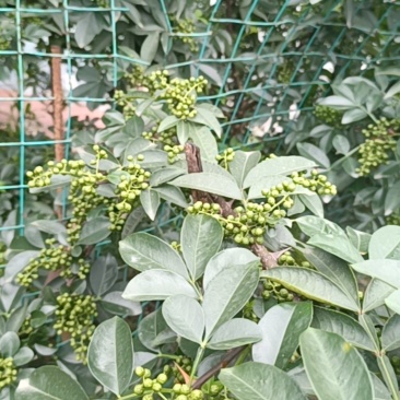 青花椒叶花椒，大杆子