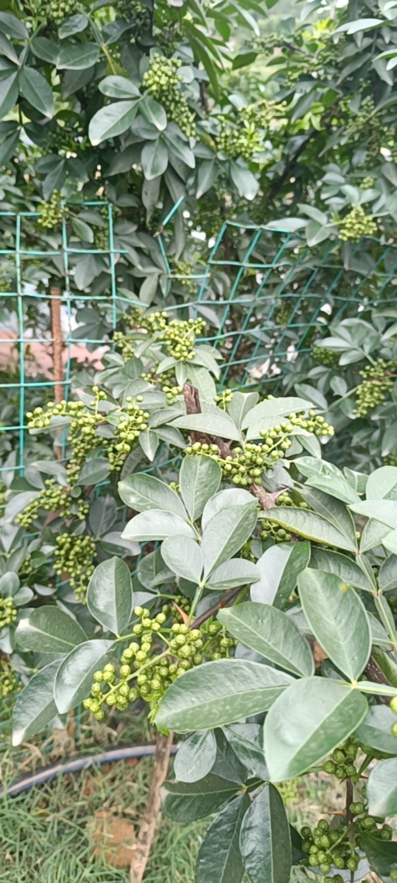 青花椒叶花椒，大杆子