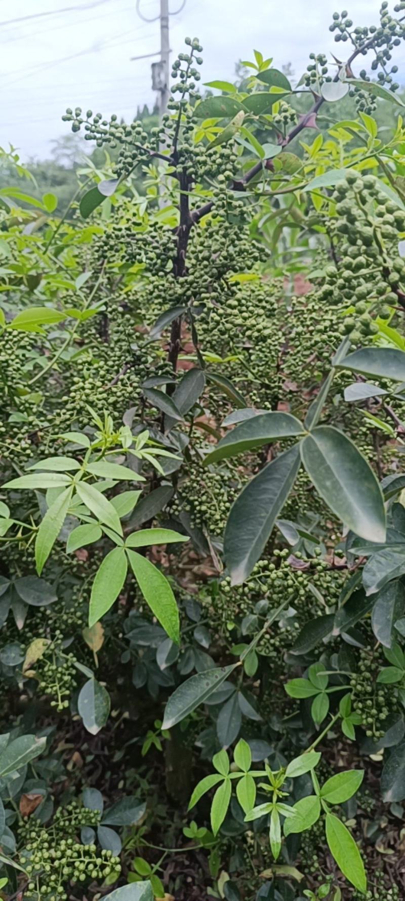 青花椒叶花椒，大杆子