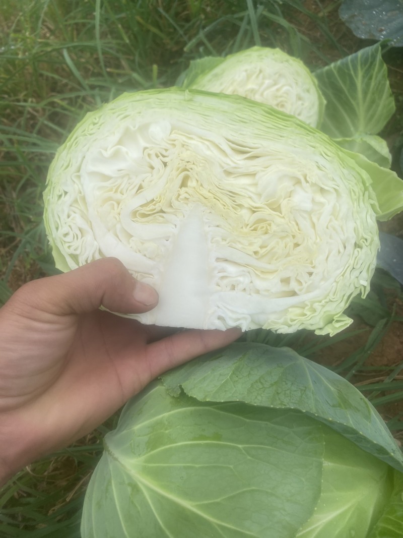 扁包菜1-2斤/颗，精品货