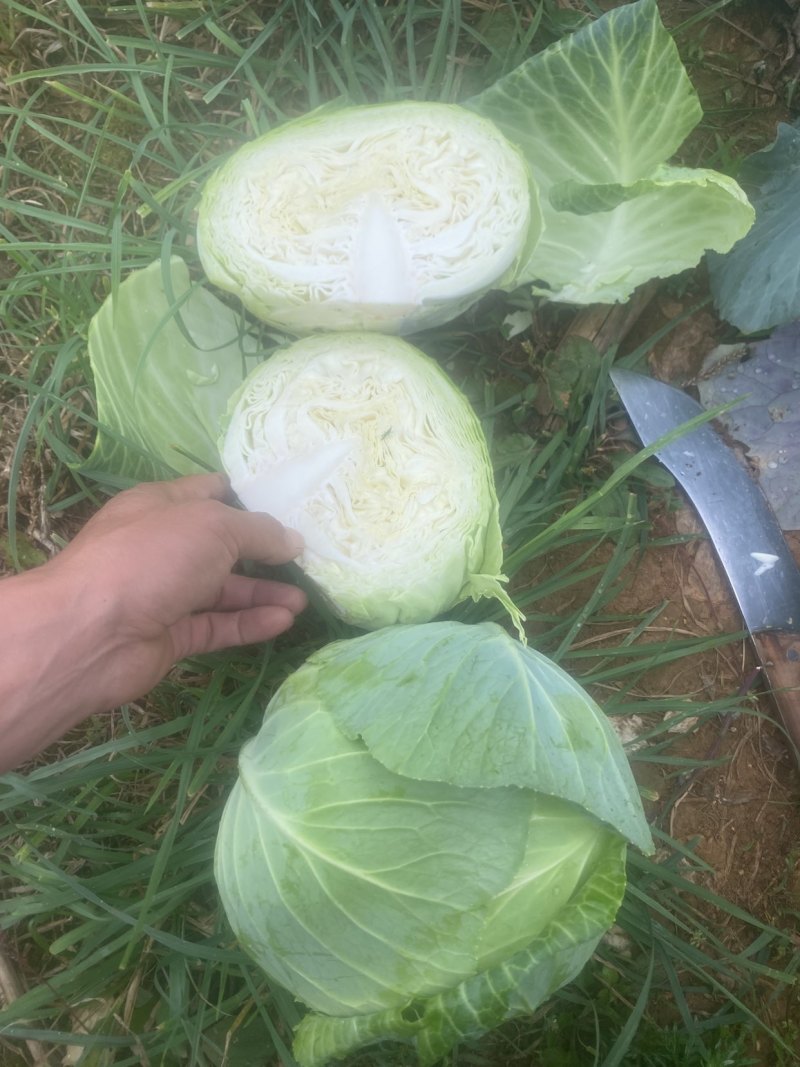 扁包菜1-2斤/颗，精品货