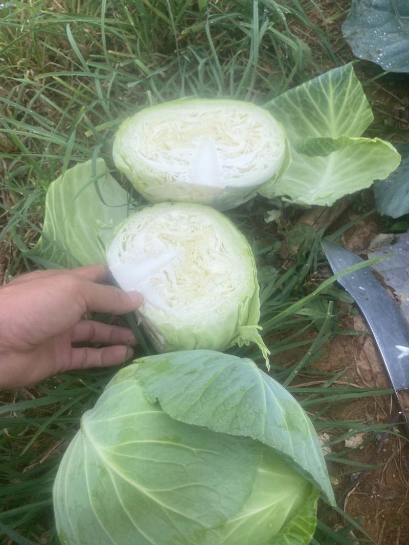 扁包菜1-2斤/颗，精品货