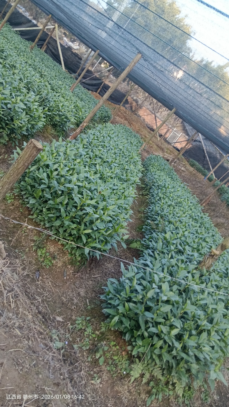草珊瑚苗草珊瑚种苗