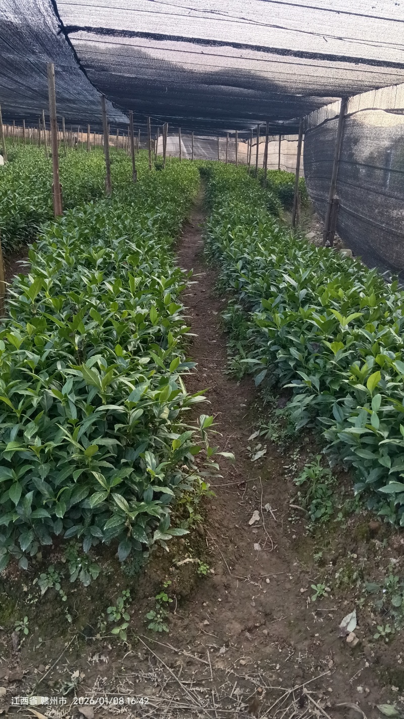 草珊瑚苗草珊瑚种苗