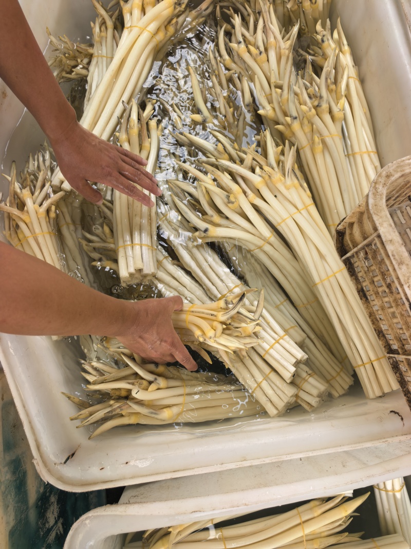 藕带A货12.5元/斤，B货9元/斤，C货7.5元/斤