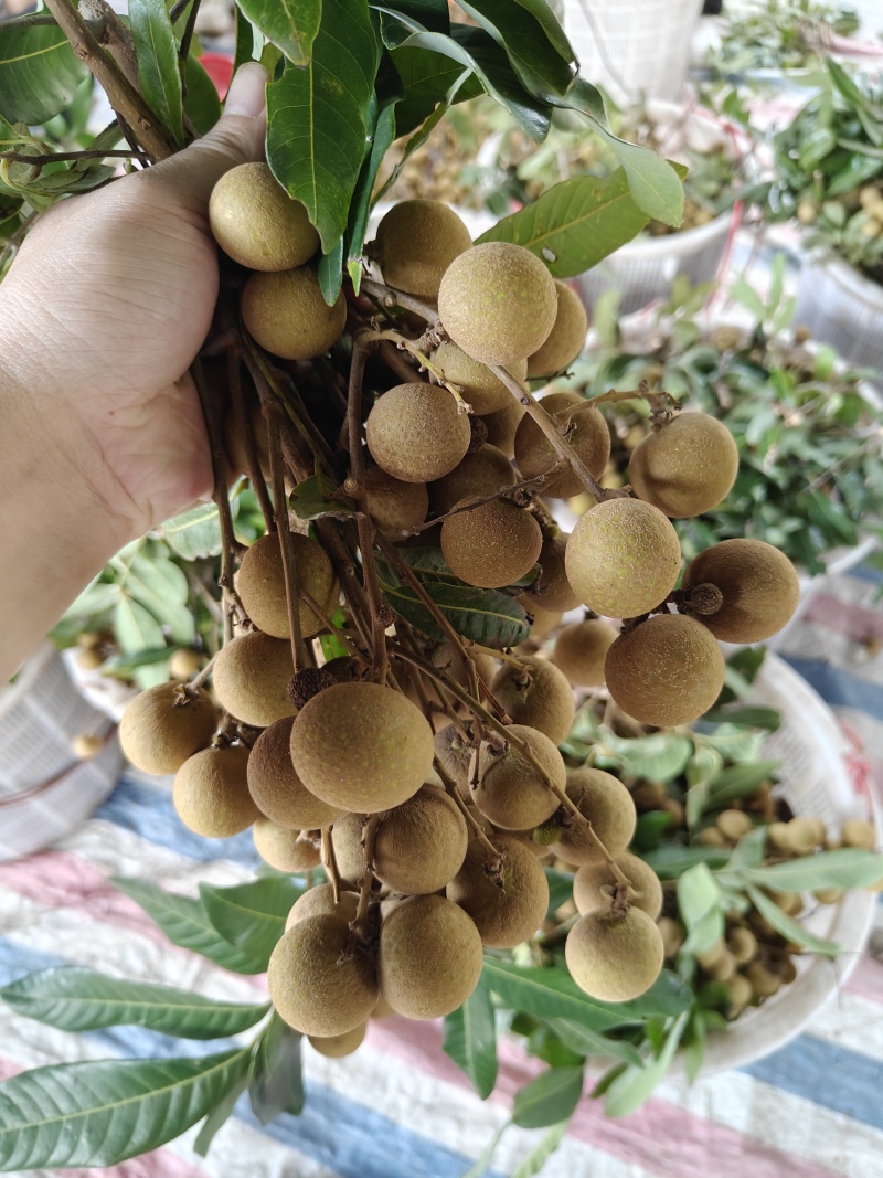 龙眼
