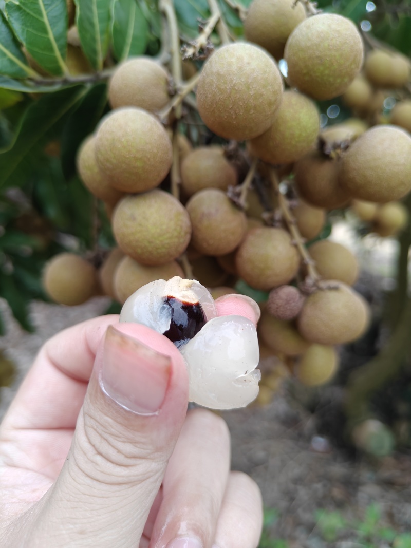 龙眼