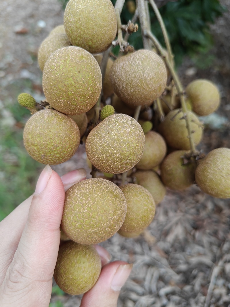 龙眼