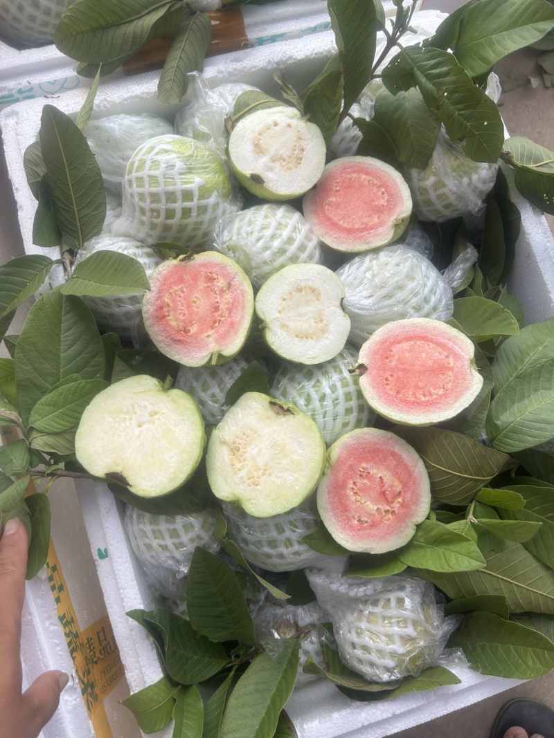 番石榴白心/红心都有，一件代发