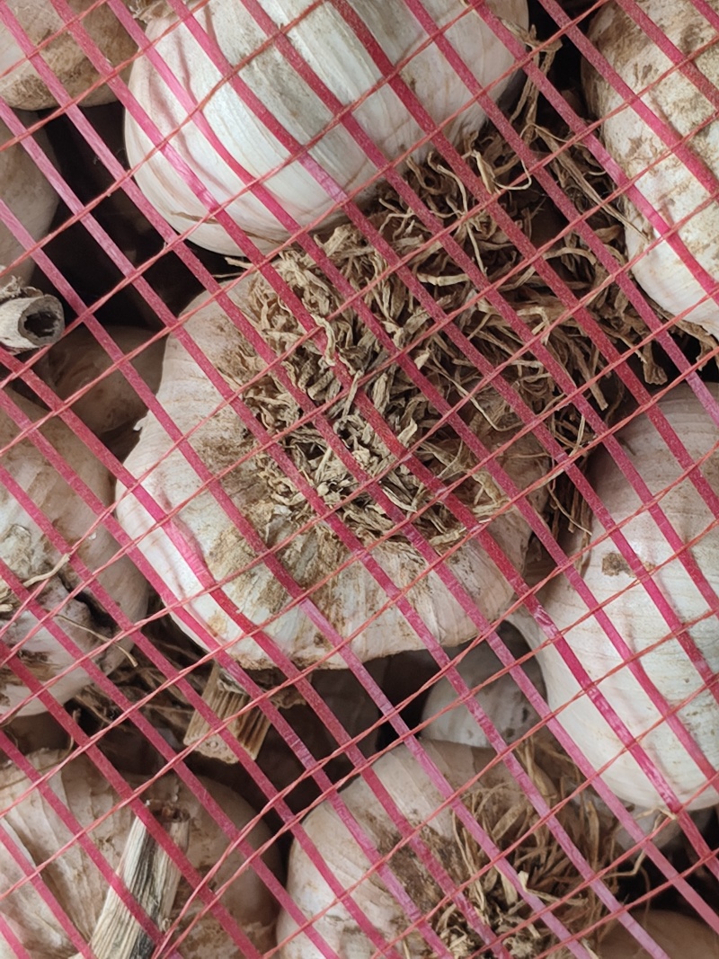 大名种蒜