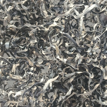 精品头茬白背木耳丝头茬白背木耳丝，无老梗