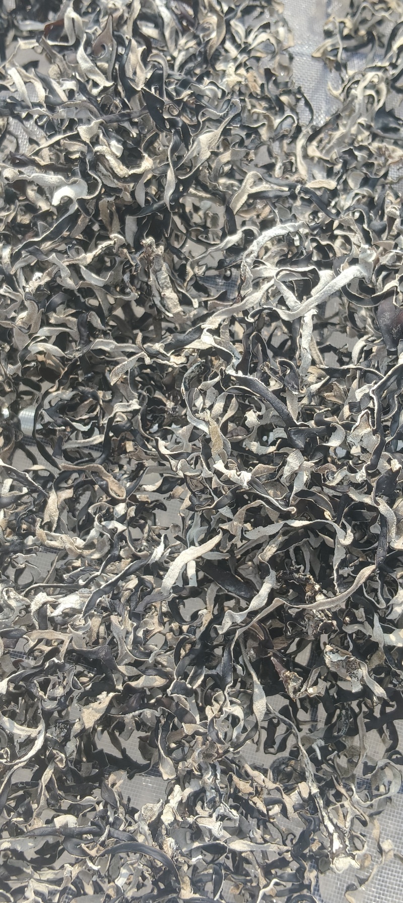 精品头茬白背木耳丝头茬白背木耳丝，无老梗