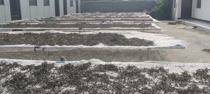 精品头茬白背木耳丝头茬白背木耳丝，无老梗