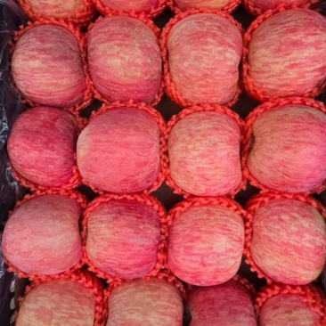 红富士苹果条红：70以上通货0.7元/斤,70精品1.5