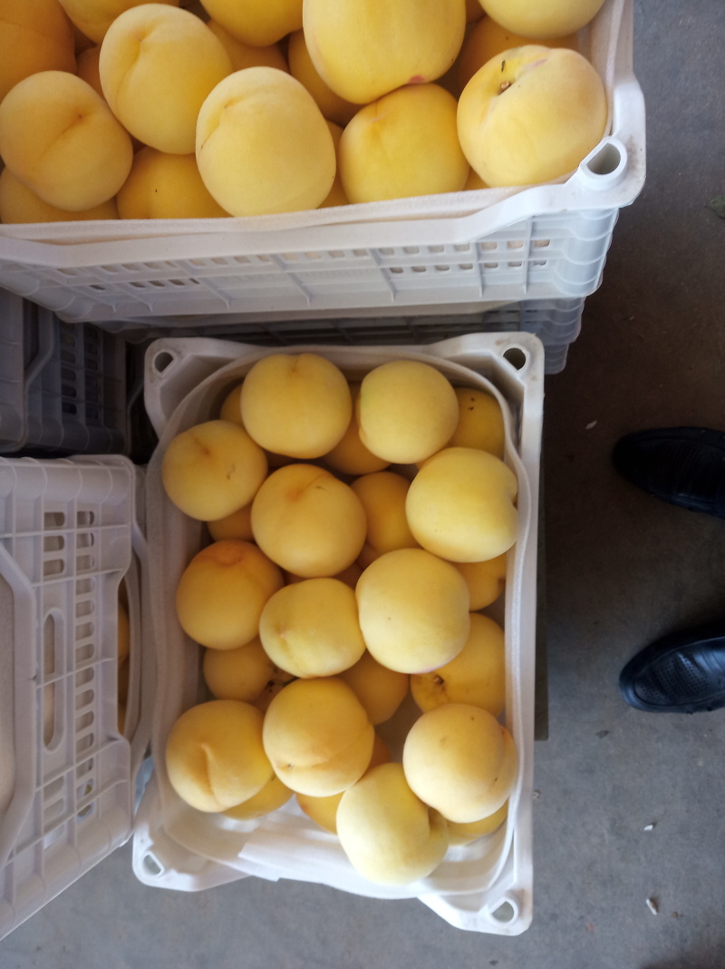 黄桃品种：早黄金、黄油盘、油盘挑、黄中黄、晚黄金、新世纪
