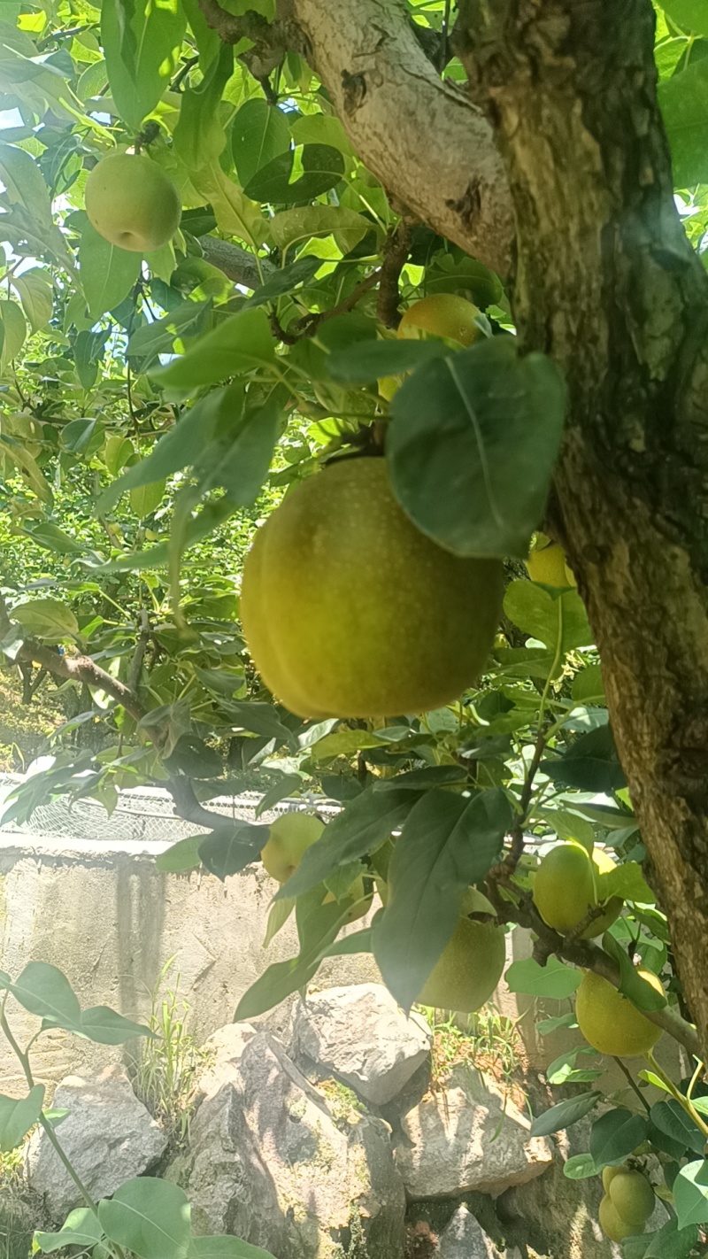 黄桃