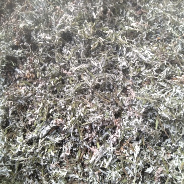 艾草野生干枝艾草