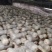 平菇出菇菌包重5斤，装车价