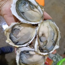 生蚝小蚝100斤/件200元，中蚝100斤/件260元
