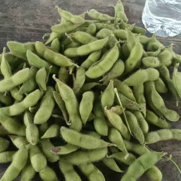 毛豆通货