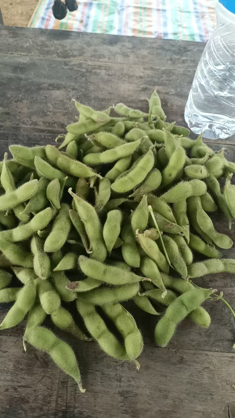 毛豆通货