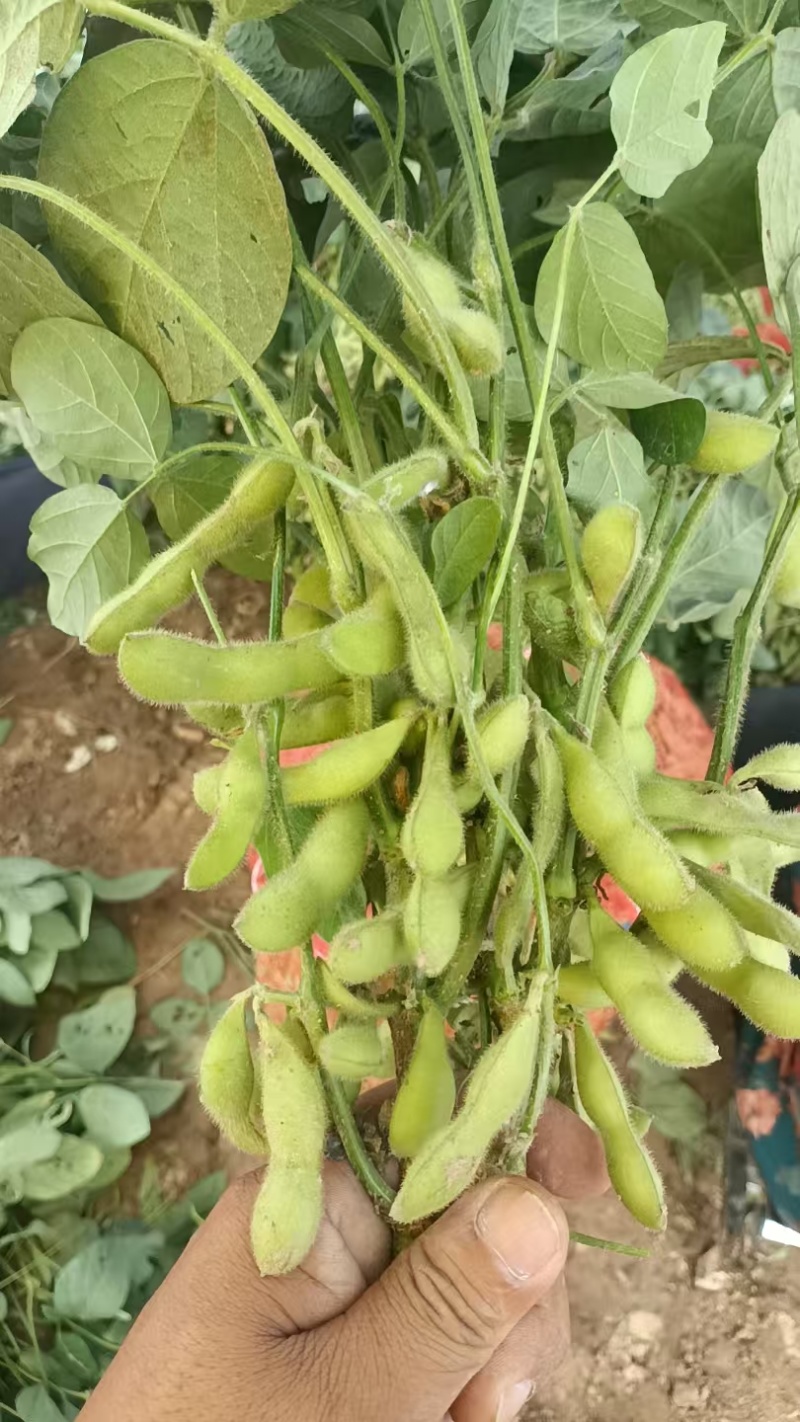 毛豆通货