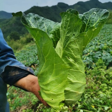 牛心甘蓝1-2.5斤/个，通货