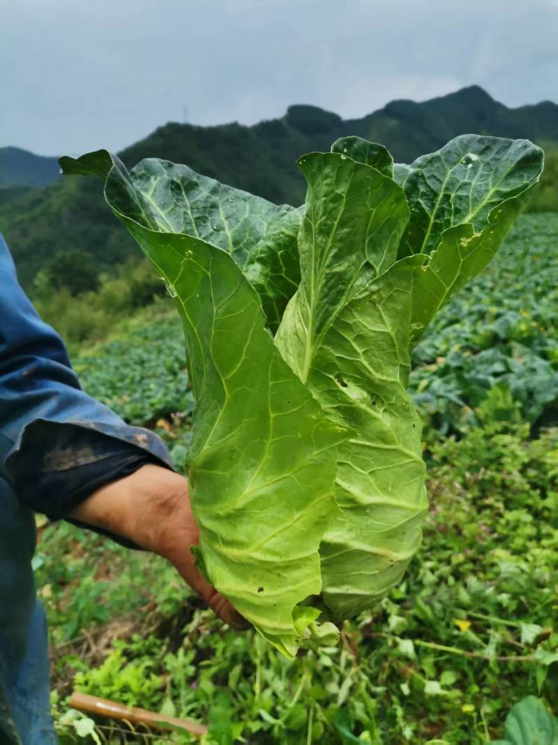 牛心甘蓝1-2.5斤/个，通货